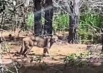 Yungay: avistan puma en sector Salto del Itata