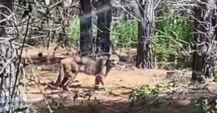 Yungay: avistan puma en sector Salto del Itata