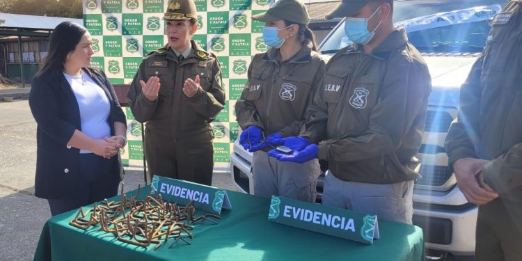 Recuperan en Chillán camioneta de alta gama robada en Temuco y detienen a mujer