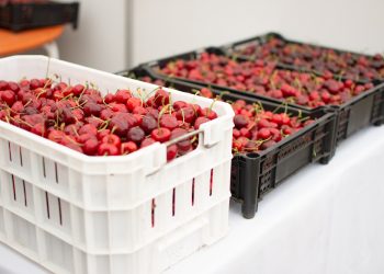 Expo Cereza Quinchamalí 2024 mostrará las mejores cosechas de Chillán