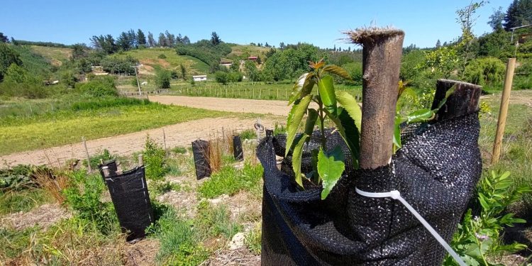 Tras devastadores megaincendios: pequeños agricultores del Biobío y Ñuble restauran sus predios gracias al uso de sistemas agroforestales