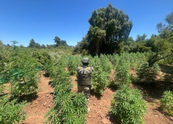 Pemuco: Erradican cultivo de más de 1.300 plantas de cannabis: Detectadas con drones