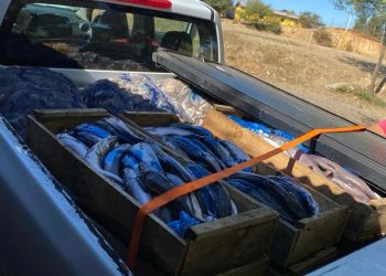 Ninhue: Seremi de Salud decomisó 480 kilos de pescados y mariscos sin denominación de origen
