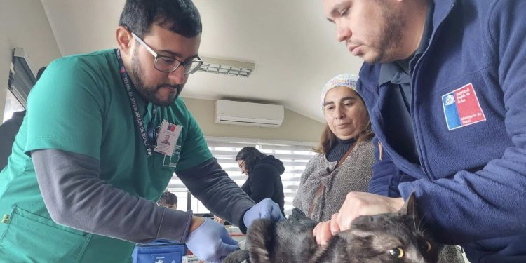 Seremi de Salud realiza vacunación antirrábica en Chillán Viejo