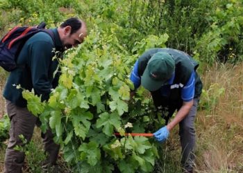 Las garantía del vino chileno: La fiscalización del SAG detrás de cada etiqueta
