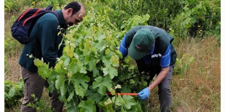 Las garantía del vino chileno: La fiscalización del SAG detrás de cada etiqueta