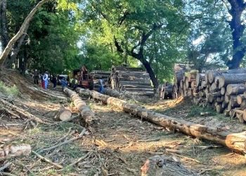 San Fabián: Detienen a ocho sujetos por sustracción madera en predio forestal