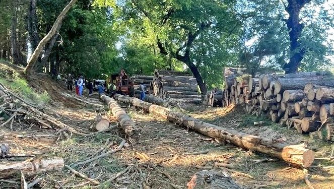 San Fabián: Detienen a ocho sujetos por sustracción madera en predio forestal