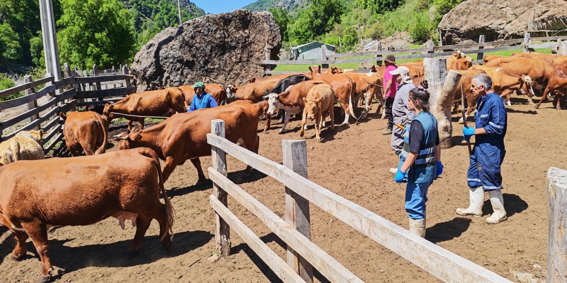 SAG lanza temporada 2025-2026 de veranadas para la región