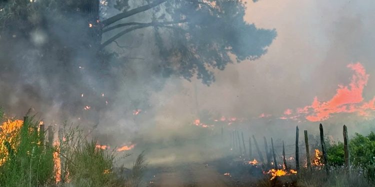 Un muerto y  6 mil hectáreas quemadas dejan incendios forestales en Ñuble