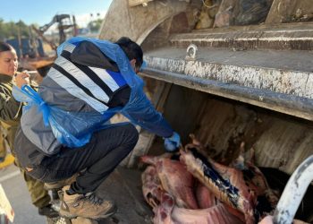 Seremi de Salud decomis&oacute; 4 toneladas de animales faenados con timbres de inspecci&oacute;n veterinaria adulterados