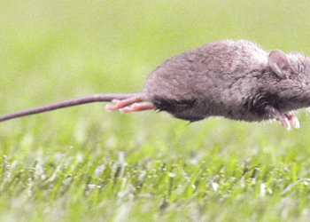 Seremi de Salud de &Ntilde;uble reporta primer caso de Hanta en 2026 &nbsp;