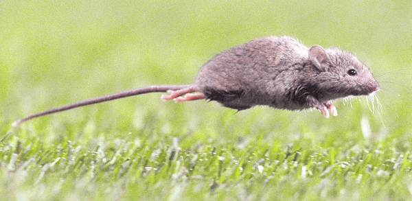 Seremi de Salud de &Ntilde;uble reporta primer caso de Hanta en 2026 &nbsp;